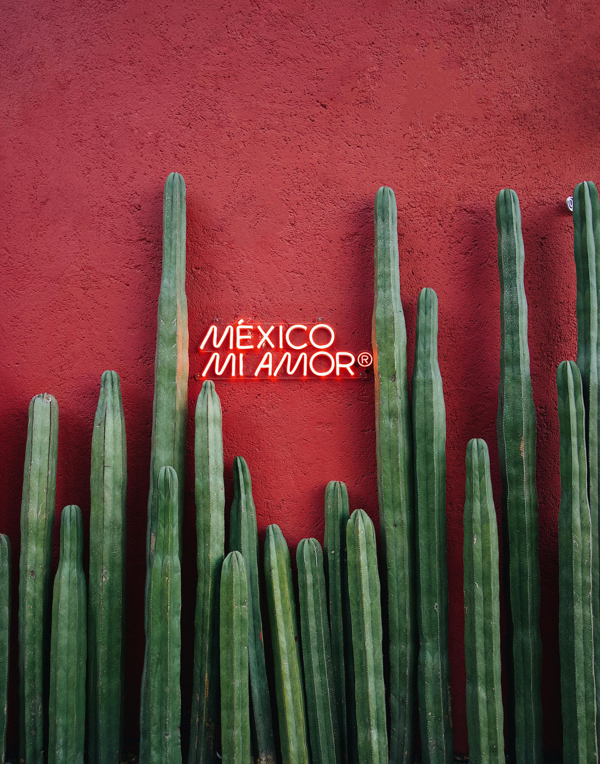 Green cacti lined up against a vibrant red stucco wall with a glowing neon sign reading “México Mi Amor,” capturing bold Mexican cultural aesthetics.